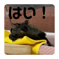 aiueo_20260428204839