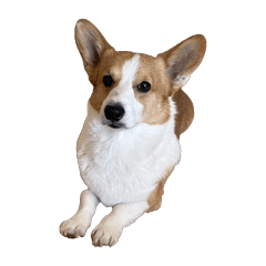 Japanese corgi stickers