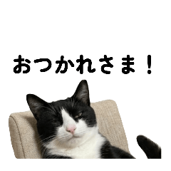 Tuxedo cat[Yuki]Stamp2