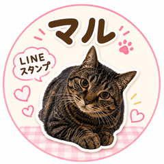 Maru Daily Stickers