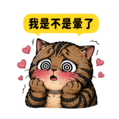 一隻嘴硬到極致的虎斑貓 戀愛了