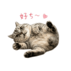 美短錢多多萌翻天