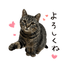 KOTTYAN - Daily Chat Stickers