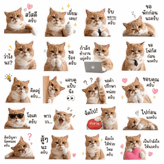 Orange Cat Office Replies