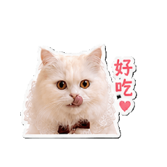 小崔貓咪