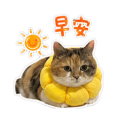 小花1號