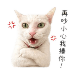 蛋蛋家族-三花蛋寶貓我愛生氣