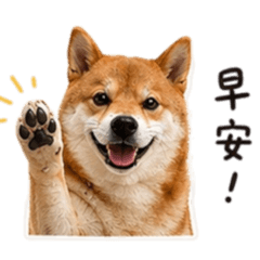 荳仔的日常生活❤️