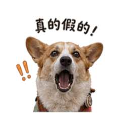 柯基corgi-栗子-貼圖表情包-第二彈