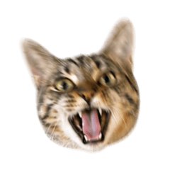 cat_tsunamayo