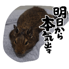degu.mama_20260428173509