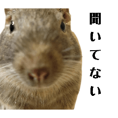 yotubainu_20260428171342