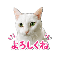 mikimaru_20260428173539