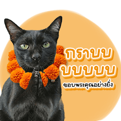Jiww Cat Vibes Only Vol.2