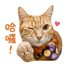可愛ㄟ橘貓布丁
