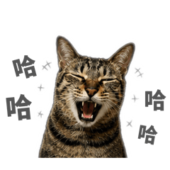 蘭懶的擺爛日常