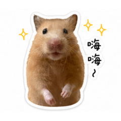 可愛錢錢鼠