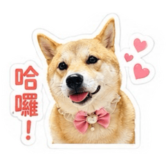柴犬-妮妮