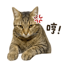 小虎：撒嬌與暴怒之間