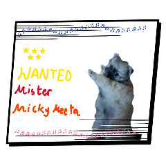 Mickey The Interesting Dog