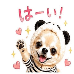 Leo the Panda Chihuahua Stickers v3