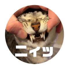 simag_20260428180043