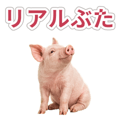 Real Pig Daily Stickers