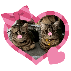 Cute cat_20260422124212