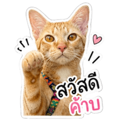 Carrot the Cat (Young)