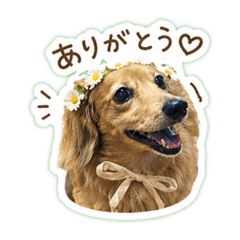 Andy the Dachshund (Moco's Bro.) vol.1