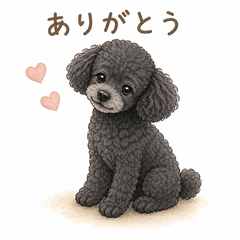 Senior Toy Poodle's Gentle Daily Life