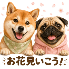 Shiba and Pug Seasonal Events