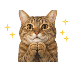 Gentle Daily Cat Stickers1