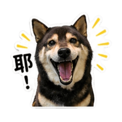 安安的快樂生活1