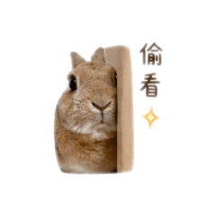 小不點の日常 ✨