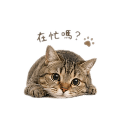 咪醬の日常 -•᷅‎‎•᷄୭