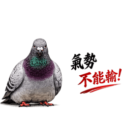 鴿子8
