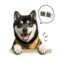 可愛柴犬黑糖