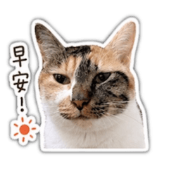 有隻可愛的貓叫阿麥1