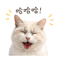 炭炭Day