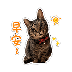 虎斑咪咪的日常用語