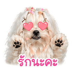 Pandy V.02