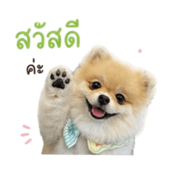Pomeranian adorable