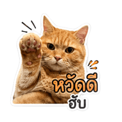 1fat2cat