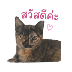 Aunye_20260428165400