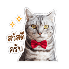 JinbeiTheCat