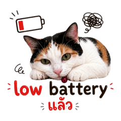 Meow Bonchon