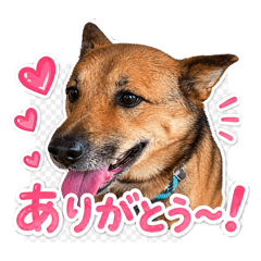 suzukki_20260428182458