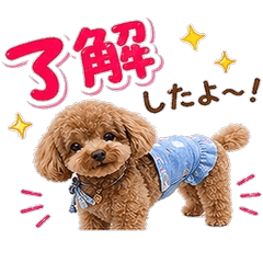 Everyday Cute Toy Poodle Stickers