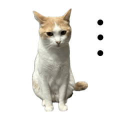 hiii_20260428190446